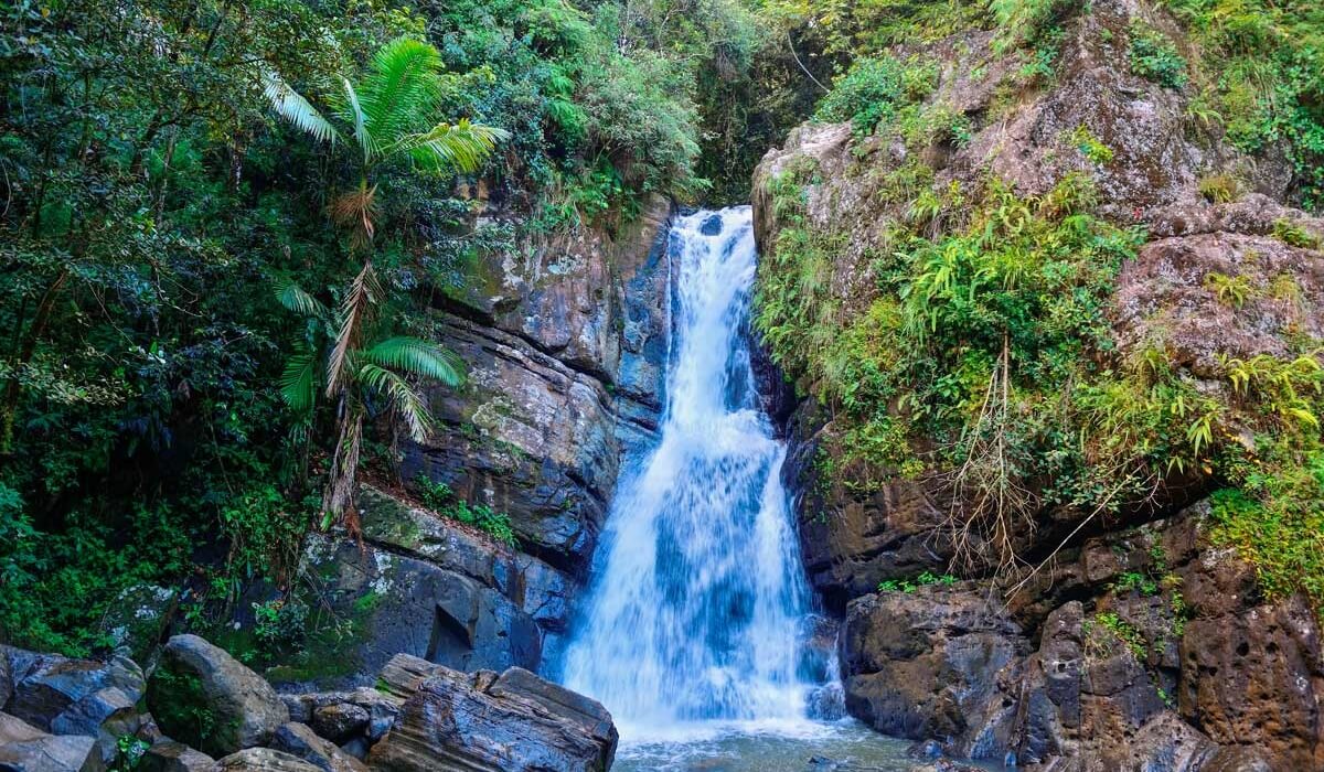 el yunque rain forest tour